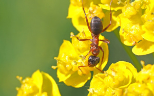 Zypressenwolfsmilch (Euphorbia cyparissias)