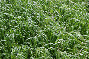 Italienisches Raygras (Lolium multiflorum)