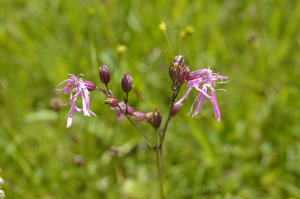 Kuckkucks-Lichtnelke (Lychnis flos-cuculi)