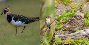 ZAT12: Bestimmte Vogelarten können ungestört brüten und Junge aufziehen