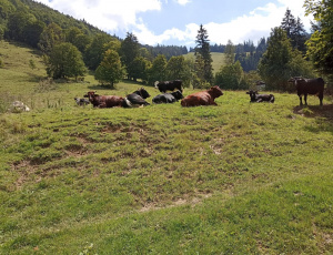 ZGF02: Maximalfläche an offenen Bodenstellen