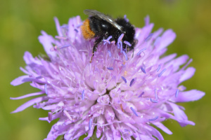 ZGT29: Förderung von Pflanzenarten für Wildbienen