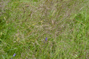 Rot-Straußengras (Agrostis capillaris)