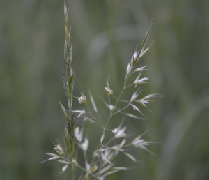 Goldhafer (Trisetum flavescens)