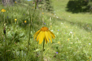 Arnika (Arnica montana)