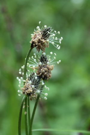 Spitzwegerich (Plantago lanzeolata)