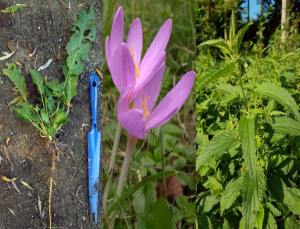 EBPR04: Problempflanzen kommen nicht zur Blüte