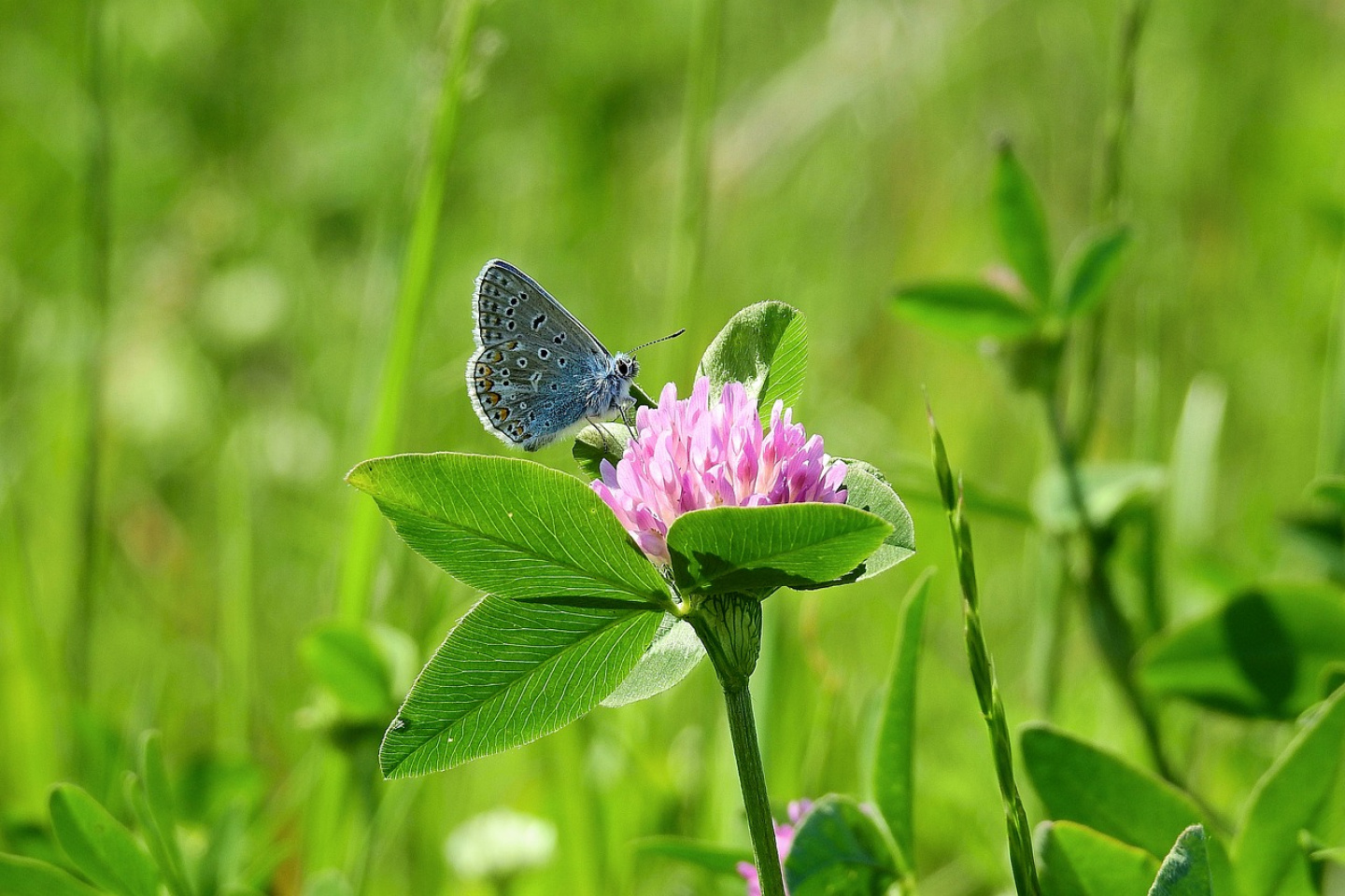 Rotklee (Trifolium pratense) - EBW OEPUL