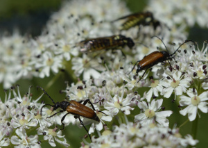 ZGT28: Förderung von Pflanzenarten als Nahrungsquelle für Insekten