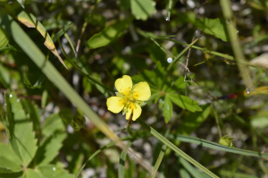 Blutwurz (Potentilla erecta)