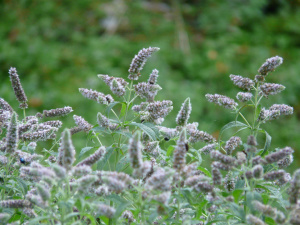 Rossminze (Mentha longifolia)
