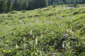 ZGA03: Feuchtere Mulden wechseln mit trockenen Hügeln