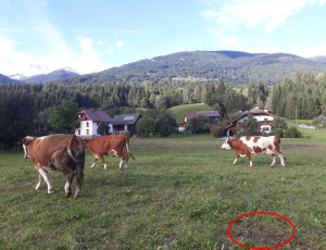 ZGF01: Offene Bodenstellen sind max. 0,5 m² groß