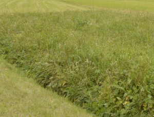 EBGT01: Flächenanteil verbleibt ungemäht bei jeder Mahd