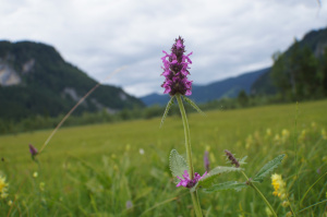 Echt-Betonie (Betonica officinalis)
