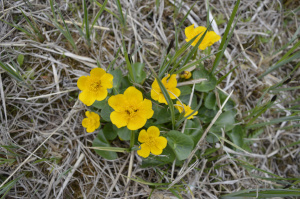 Sumpf-Dotterblume (Caltha palustris)