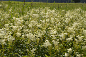 Großes Mädesüß (Filipendula ulmaria)