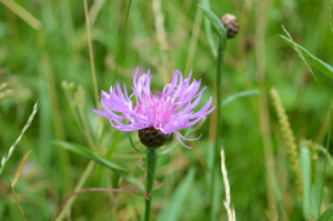 Wiesen-Flockenblume (Centaurea jacea)