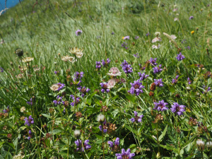 Groß-Braunelle (Prunella grandiflora)