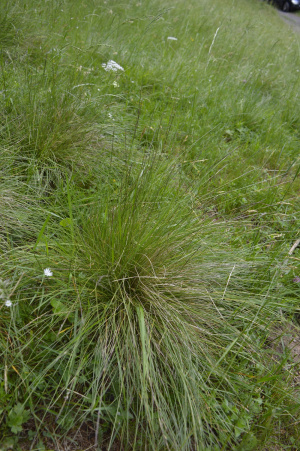 Bürstling (Nardus stricta)