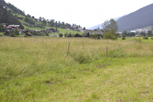 ZGT15: Es gibt Altgras bis zum Datum (Braunkehlchen)