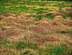 EBGF03: Liegen gelassenes Mähgut auf max. 10% der Fläche